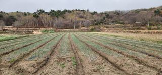 조성현님의 기타작물 · 영농일지 작성글 사진