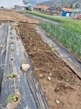 팜모닝 고추·영농일지 게시글 이미지