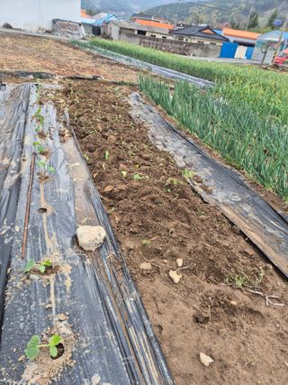 박주희님의 고추 · 영농일지 작성글 사진