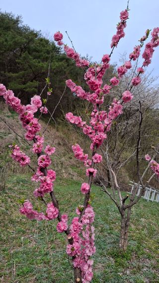 꽃님님의 콩 · 영농일지 작성글 사진
