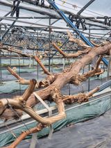 팜모닝 포도·영농일지 게시글 이미지