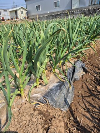 농부님.모두.모두힘님의 기타작물 · 영농일지 작성글 사진