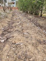 팜모닝 기타작물·영농일지 게시글 이미지