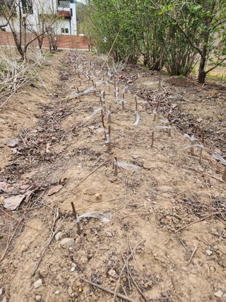 농군님의 기타작물 · 영농일지 작성글 사진