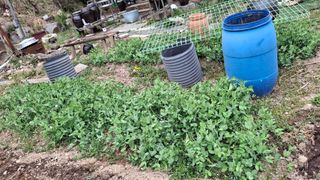 꽃님님의 콩 · 영농일지 작성글 사진