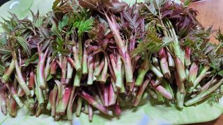 어명순님의 기타작물 · 영농일지 작성글 사진