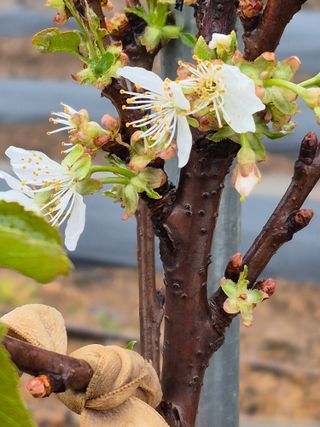 농부님.모두.모두힘님의 기타작물 · 영농일지 작성글 사진
