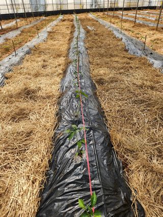 오임택 님의 고추 · 영농일지 작성글 사진