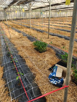 오임택 님의 고추 · 영농일지 작성글 사진