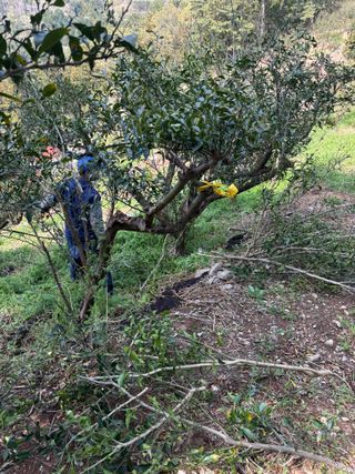 백민곤님의 기타작물 · 영농일지 작성글 사진