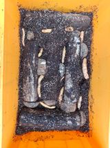 팜모닝 기타작물·영농일지 게시글 이미지