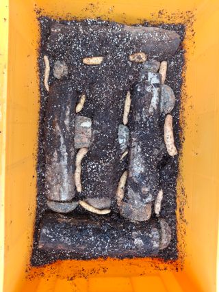 브리즈팜님의 기타작물 · 영농일지 작성글 사진