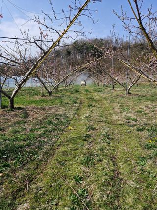 백운농원 님의 기타작물 · 영농일지 작성글 사진