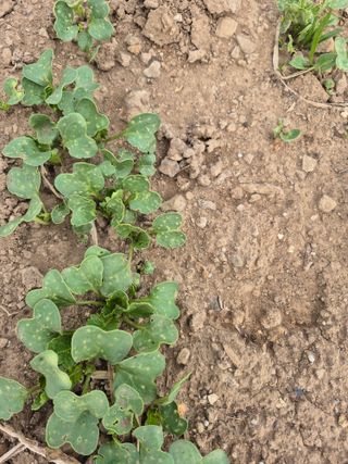 농부님.모두.모두힘님의 기타작물 · 영농일지 작성글 사진