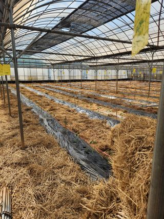 오임택 님의 고추 · 영농일지 작성글 사진