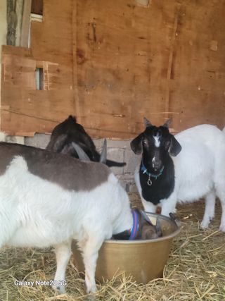 고기만님의 호박 · 영농일지 작성글 사진