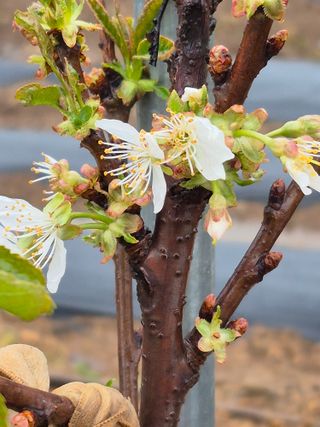 농부님.모두.모두힘님의 기타작물 · 영농일지 작성글 사진