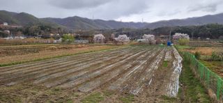 조성현님의 기타작물 · 영농일지 작성글 사진