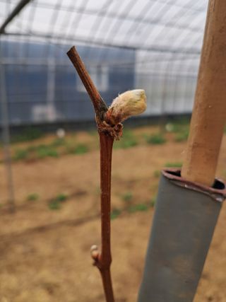 미스농부님의 기타작물 · 영농일지 작성글 사진