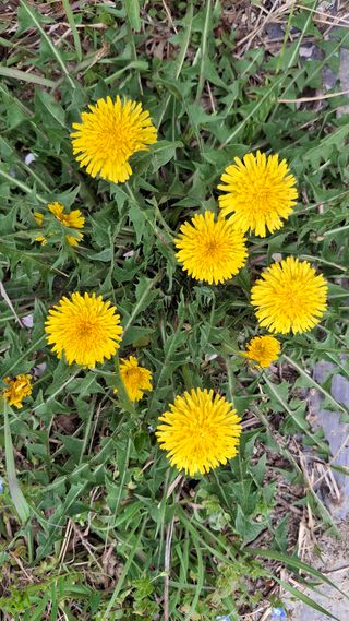 꽃님님의 콩 · 영농일지 작성글 사진