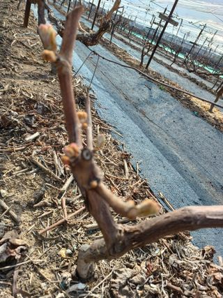 상훈경영체등록5년차님의 기타작물 · 영농일지 작성글 사진