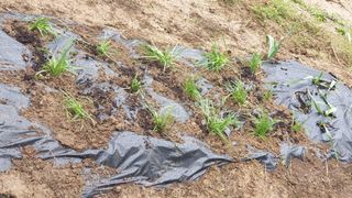 이경옥님의 기타작물 · 영농일지 작성글 사진