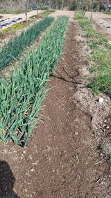 팜모닝 기타작물·영농일지 게시글 이미지