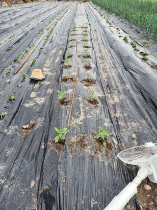 박주희님의 고추 · 영농일지 작성글 사진