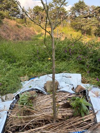 백민곤님의 기타작물 · 영농일지 작성글 사진