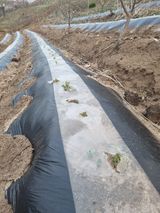 팜모닝 감자·영농일지 게시글 이미지