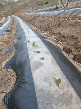 자두7424님의 감자 · 영농일지 작성글 사진