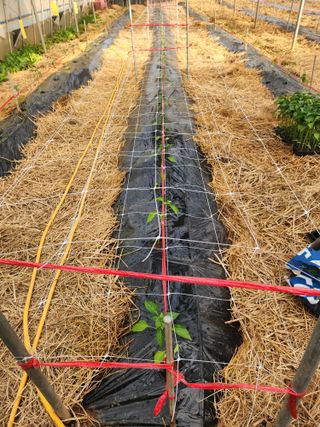 오임택 님의 고추 · 영농일지 작성글 사진