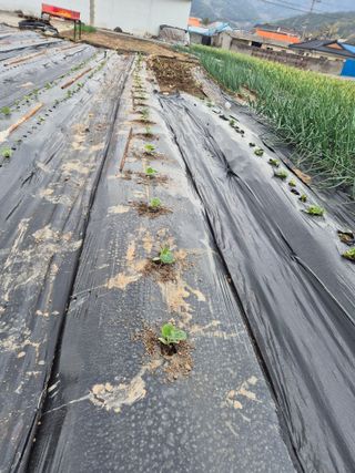 박주희님의 고추 · 영농일지 작성글 사진