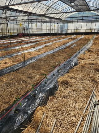 오임택 님의 고추 · 영농일지 작성글 사진