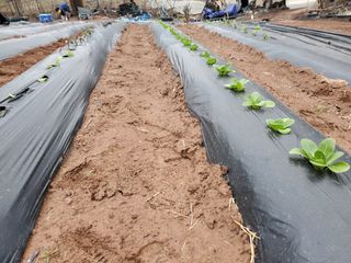 정연섭님의 기타작물 · 영농일지 작성글 사진
