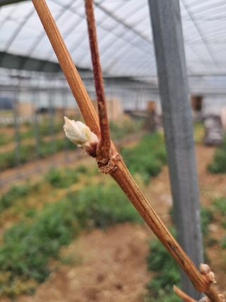 미스농부님의 기타작물 · 영농일지 작성글 사진