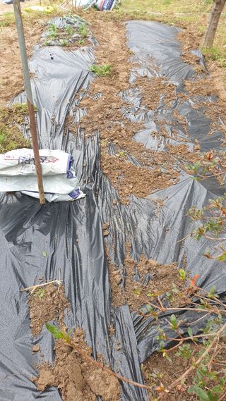 이경옥님의 기타작물 · 영농일지 작성글 사진