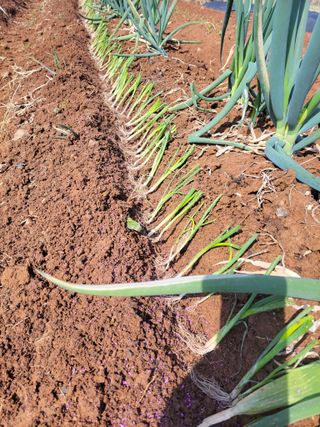 정택님의 마늘 · 영농일지 작성글 사진