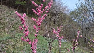 꽃님님의 콩 · 영농일지 작성글 사진
