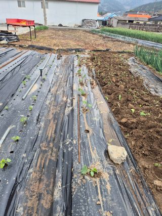 박주희님의 고추 · 영농일지 작성글 사진