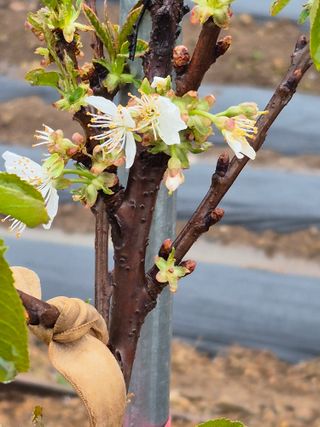 농부님.모두.모두힘님의 기타작물 · 영농일지 작성글 사진
