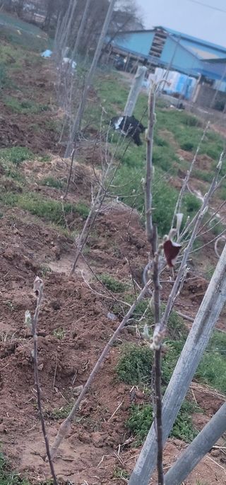 황금알대박농원!님의 사과 · 영농일지 작성글 사진