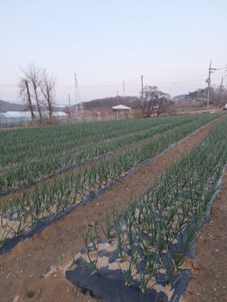 마늘25328님의 기타작물 · 영농일지 작성글 사진