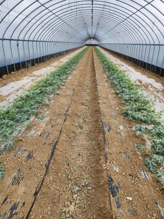 김저팔계님의 기타작물 · 영농일지 작성글 사진