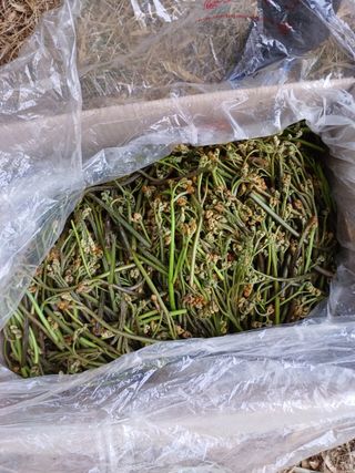 오금식(대청농원)님의 기타작물 · 영농일지 작성글 사진