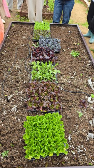 조영숙님의 오이 · 영농일지 작성글 사진