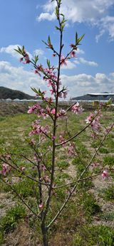 팜모닝 복숭아·영농일지 게시글 이미지