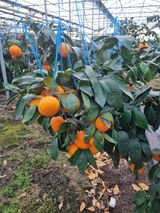 팜모닝 귤·영농일지 게시글 이미지