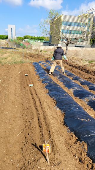 김영규님의 기타작물 · 영농일지 작성글 사진