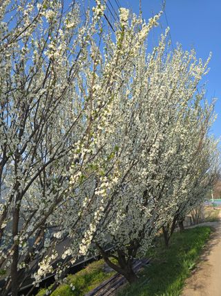 조영숙님의 기타작물 · 영농일지 작성글 사진